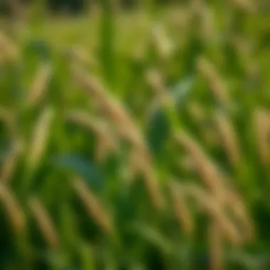 Magnificent Comprehensive Insights on the Best Hybrid Bermuda Seed Magnificent Comprehensive Insights on the Best Hybrid Bermuda Seed