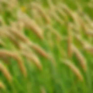 Magnificent Effective Strategies for Controlling Poa Annua in Bermuda Grass Magnificent Effective Strategies for Controlling Poa Annua in Bermuda Grass