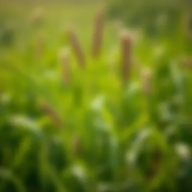 Magnificent Exploring Moan Grass: An In-Depth Analysis Magnificent Exploring Moan Grass: An In-Depth Analysis