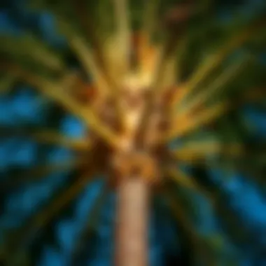 Magnificent Understanding the Anatomy and Functionality of Palm Tree Branches Magnificent Understanding the Anatomy and Functionality of Palm Tree Branches