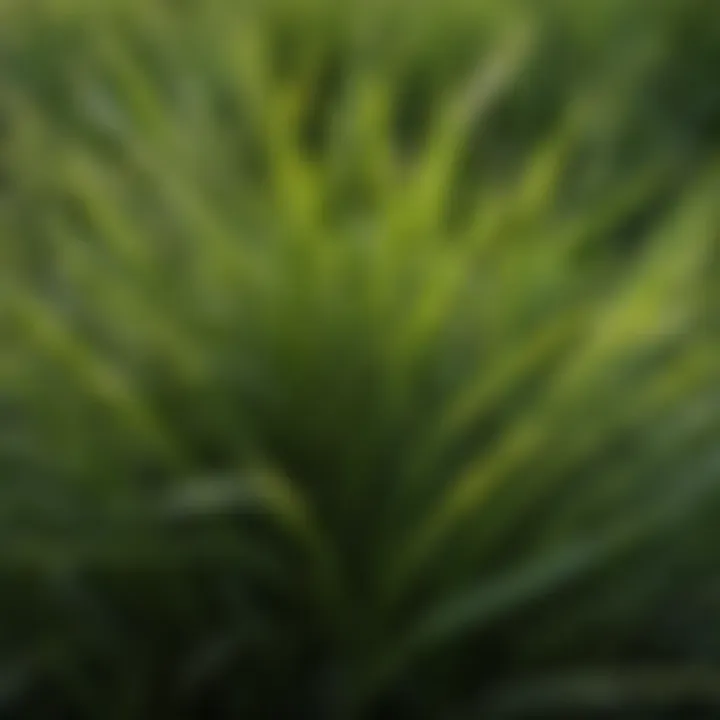 Close-up of Amazon Zoysia grass blades showcasing texture and color