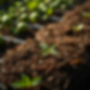 An In-Depth Look at FoxFarm Soil Ingredients: Crafting the Ideal Growing Medium Summary