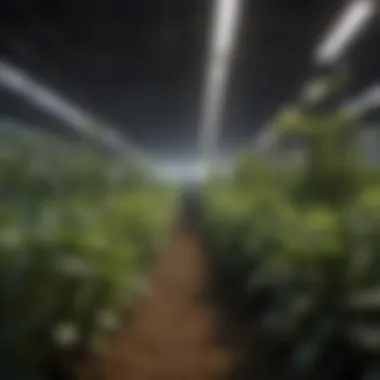 Navigating the Benefits and Risks of UV Light in Horticulture Balancing benefits and risks of ultraviolet light in horticulture