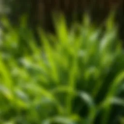 Lush shade-tolerant grass thriving in a shaded Texas garden