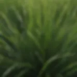 Close-up view of Celebration Bermuda grass blades showcasing their lush green color