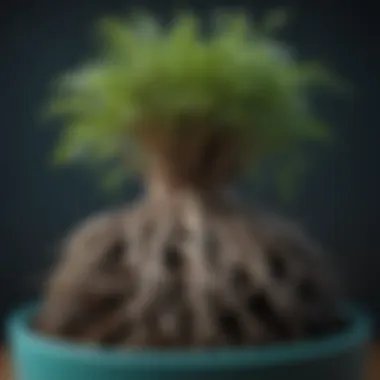 Close-up of plant roots thriving in an aqua pot