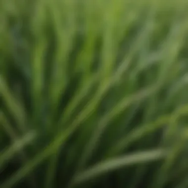 Close-up of zoysia grass blades