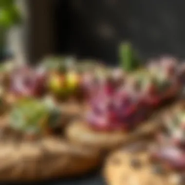 Succulent plants thriving in coco mats