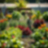 A vibrant community garden showcasing diverse plants and crops