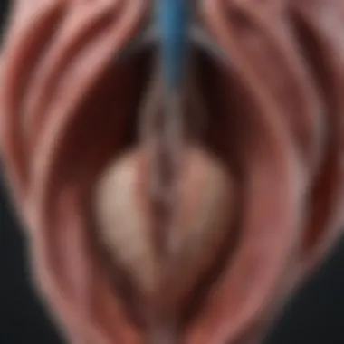Ewe Reproductive System Anatomy Detailed anatomical diagram of ewe reproductive system relevant to prolapse.