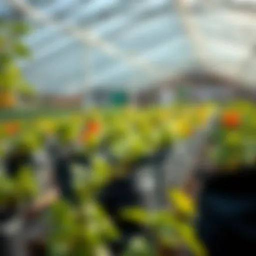 Comprehensive Exploration of Black Plastic Planter Bags in Horticulture Introduction
