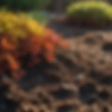 Close-up of organic mulch in a flower bed