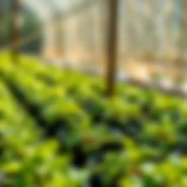 Sustainable Growing Practices with Smart Pots Sustainable growing practices showcased with Autopot technology