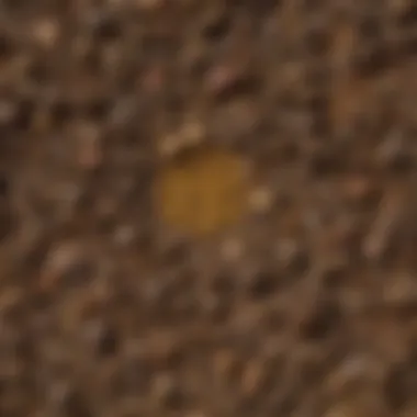 Close-up of soil and forage samples collected by a core sampler