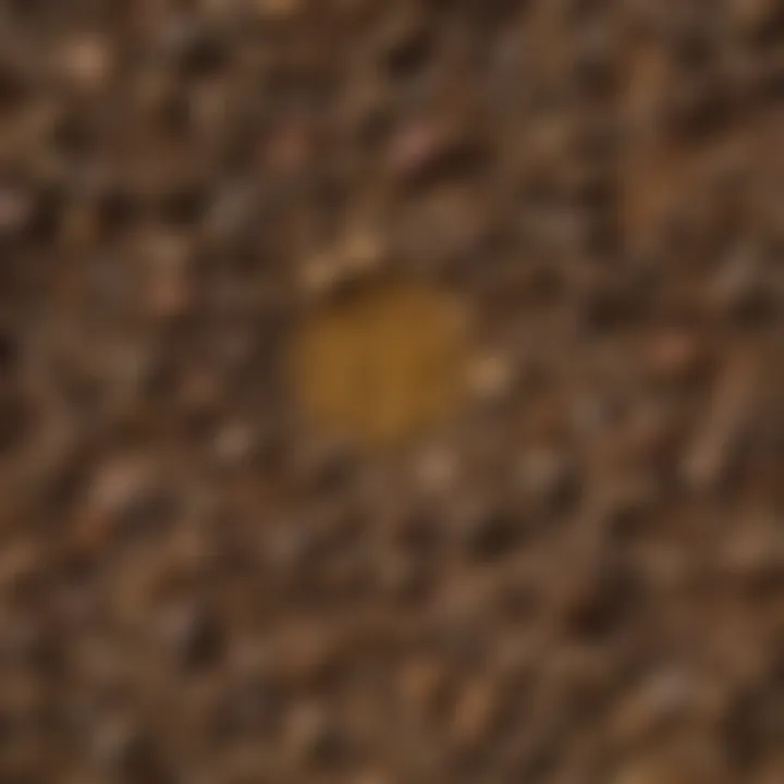 Close-up of soil and forage samples collected by a core sampler