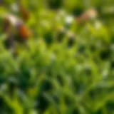 Comprehensive Insights on the Best Hybrid Bermuda Seed Introduction
