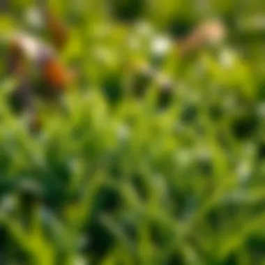 Comprehensive Insights on the Best Hybrid Bermuda Seed Introduction Comprehensive Insights on the Best Hybrid Bermuda Seed Introduction