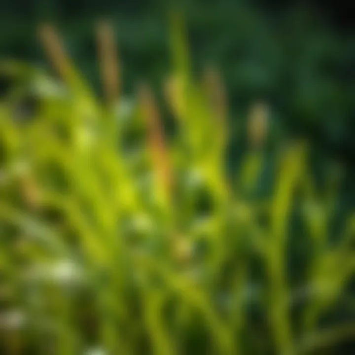 Notable Comprehensive Insights on the Best Hybrid Bermuda Seed