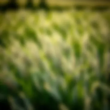 Comprehensive Insights on the Best Hybrid Bermuda Seed Summary Comprehensive Insights on the Best Hybrid Bermuda Seed Summary