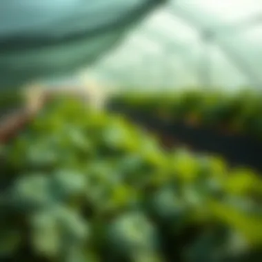 Healthy Crops in Protective Environment A thriving crop inside a net house environment