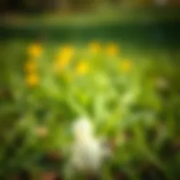 Comprehensive Strategies for Effective Lawn Pest Control Introduction