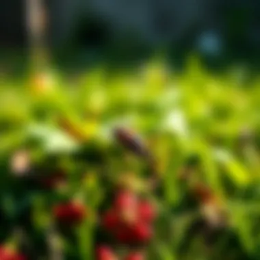Comprehensive Strategies for Effective Lawn Pest Control Summary Comprehensive Strategies for Effective Lawn Pest Control Summary