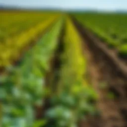 A field showcasing diverse crop rotation practices