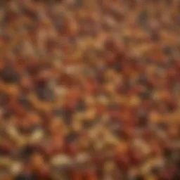 An array of diverse corn seed types