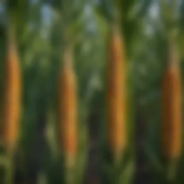 Healthy Corn Plants Post-Treatment A close-up view of corn plants treated with Corteva's fungicide showcasing vibrant health.