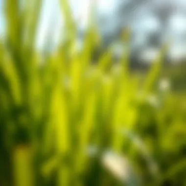 Healthy Grass Blades in Summer Close-up of healthy grass blades