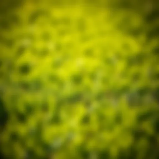 Lush green lawn under the summer sun