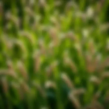 Diverse grass seed varieties for selection