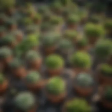 Variety of Net Pot Sizes for Horticultural Needs Diverse sizes of net pots arranged for various plant types