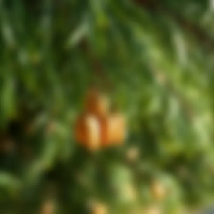 Ecological Habitat of Cypress Trees Ecological habitat featuring mature cypress trees and their seeds