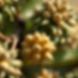 Detailed view of cypress seeds showcasing their unique structure