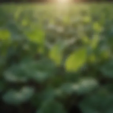 Close-up of buckwheat leaves showing healthy growth