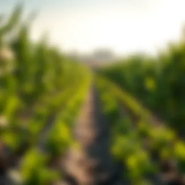 Sustainable Agriculture with DIG Tools Sustainable agriculture practices using DIG irrigation tools