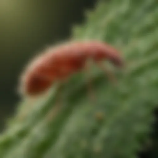 Close-up of aphids on a leaf