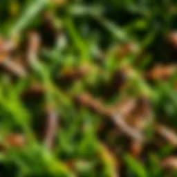 Close-up of grubs in a lawn