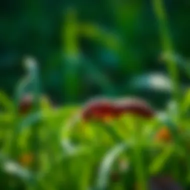 Natural methods for controlling grubs