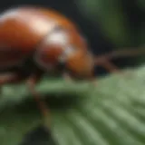 Close-up view of June bug on a leafy plant