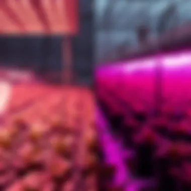 Comparison of traditional and energy-efficient grow lights on plant growth.