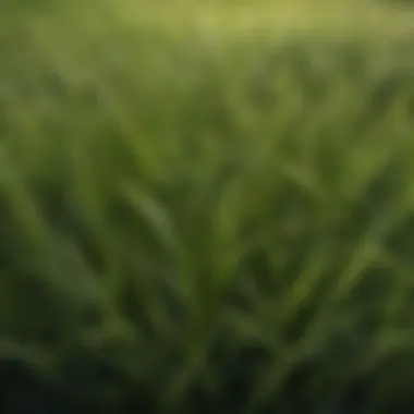 A close-up of unique grass species emphasizing texture and growth patterns.