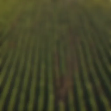 Vibrant crops in a patchwork of farmland showcasing diverse agricultural practices.