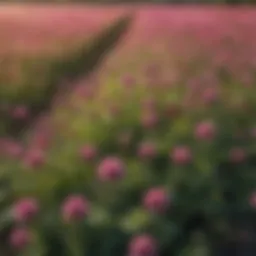 A lush field of alsike clover in full bloom, showcasing its vibrant flowers and green foliage.