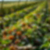 Sustainable Agriculture and Crop Diversity A diverse range of crops flourishing in a sustainable farm