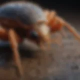 Close-up of common pests found in Joplin, MO