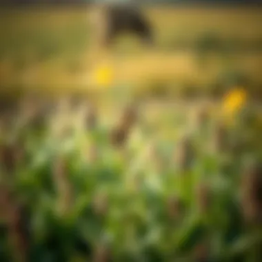 Notable Exploring Dithiopyr: An Effective Herbicide for Modern Agriculture Notable Exploring Dithiopyr: An Effective Herbicide for Modern Agriculture