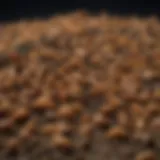 Different types of grubs found in gardens