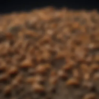 Different types of grubs found in gardens